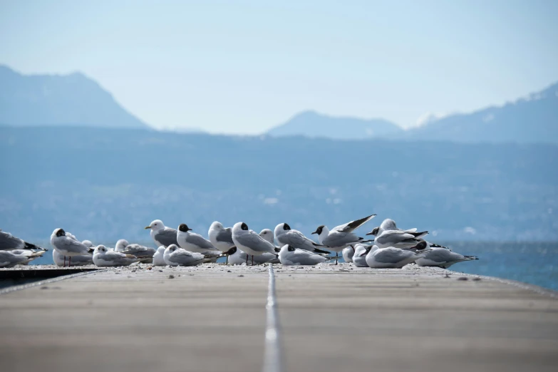 a bunch of seagulls that are sitting on top of a dock