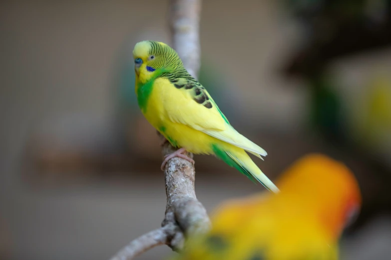a yellow and green bird is sitting on a nch