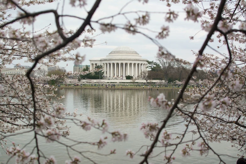 a view of the jefferson memorial through cherry blossoms