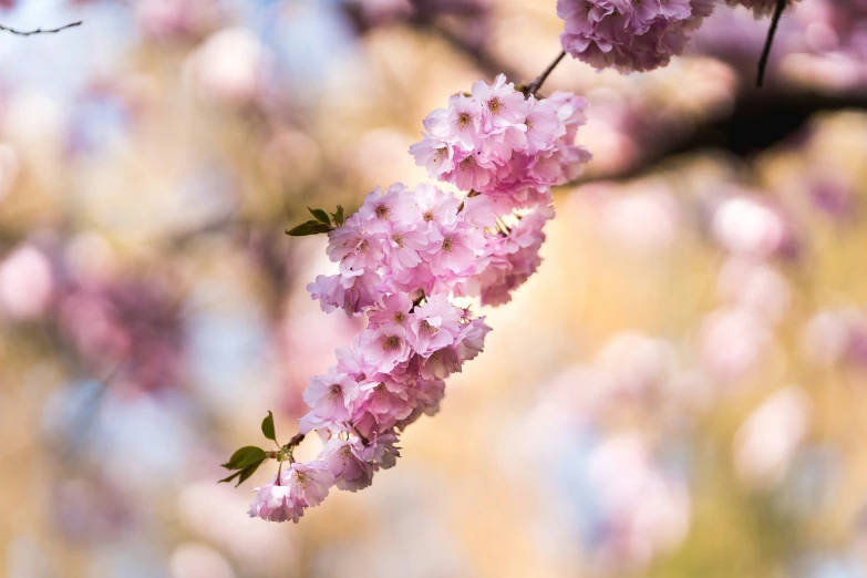 pink flowers on the end of a pink flower tree