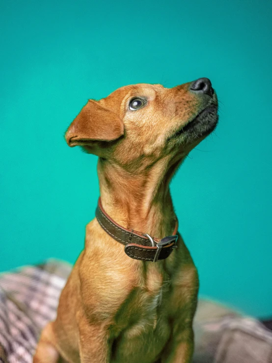 the small dog is wearing a collar on his neck