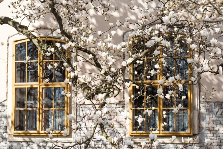 an empty tree next to two windows, on the side of a building