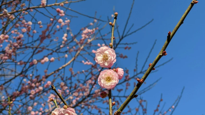 some pink flowers growing on a tree with a blue sky in the background