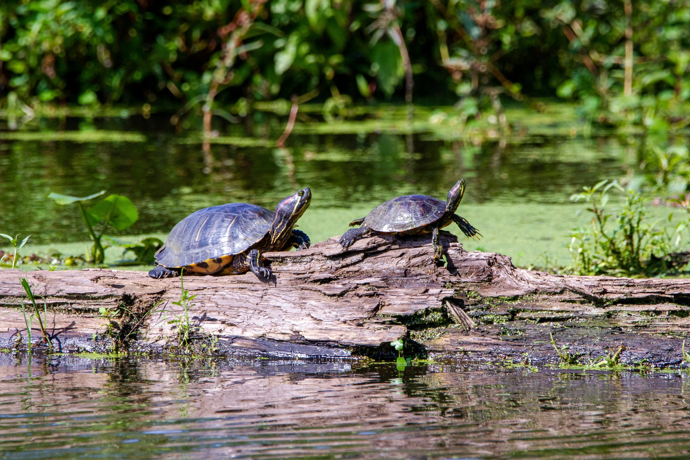 two turtles are sitting on a log by the water