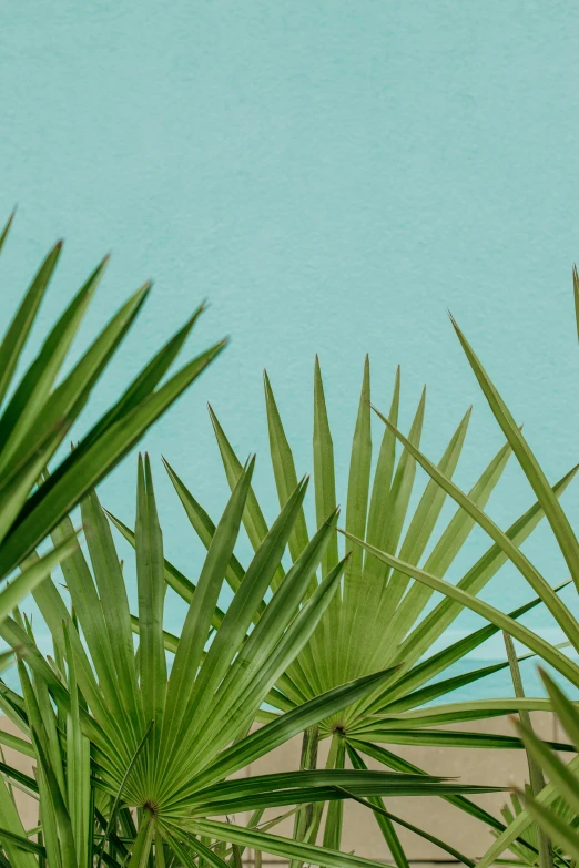 palm leaves and a blue background with a white bird