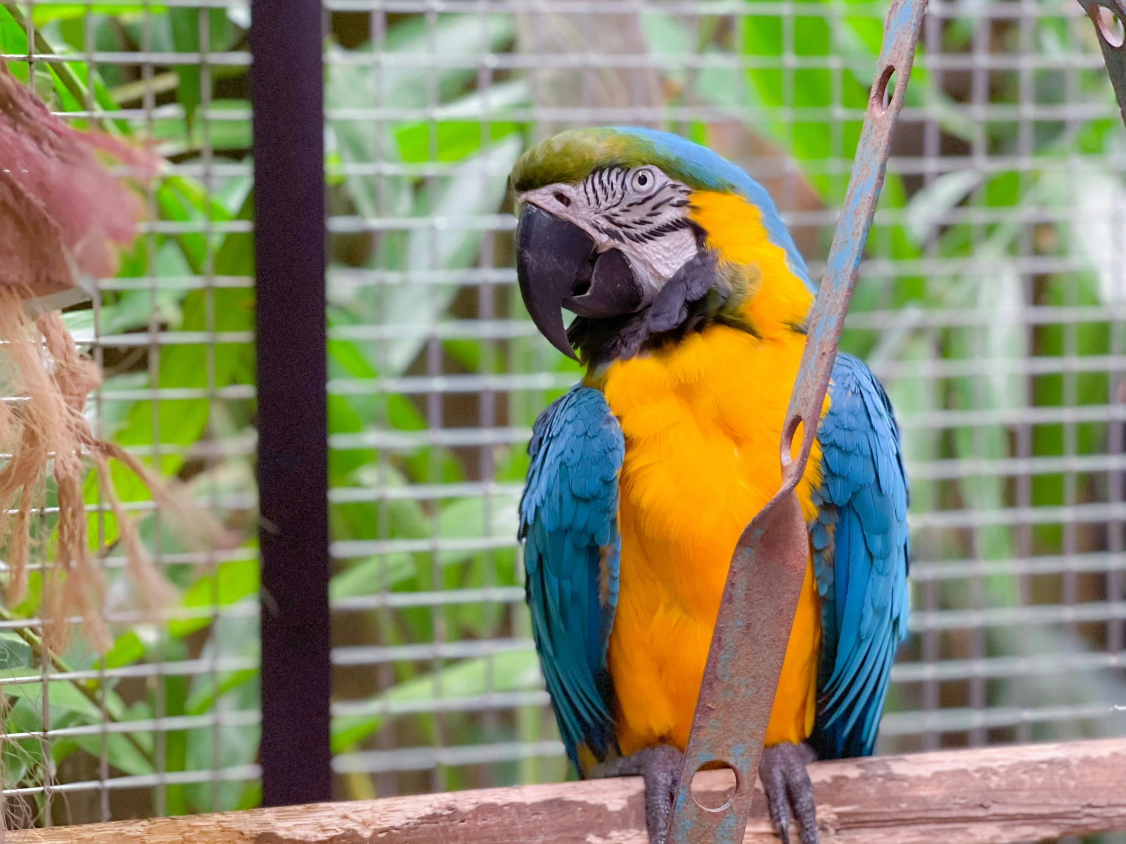 colorful blue and yellow bird perched on nch in indoor enclosure