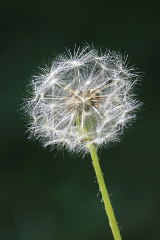 the small white dandelion on the plant is ready to blow