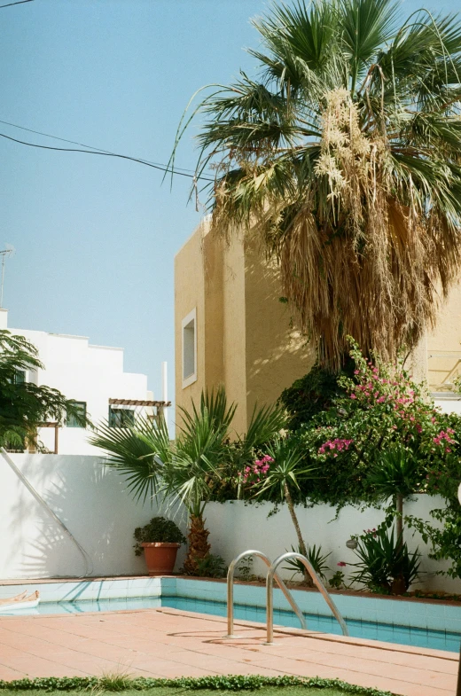 a pool with a palm tree, fence and a lawn