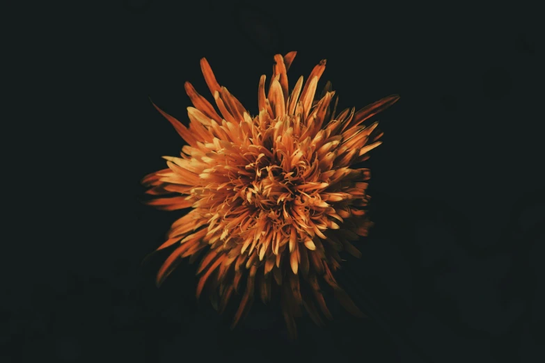 a picture of an orange flower on a black background