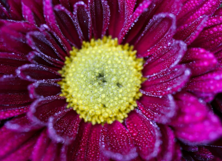 close up view of a purple and yellow flower