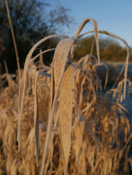 some grass with water in the background