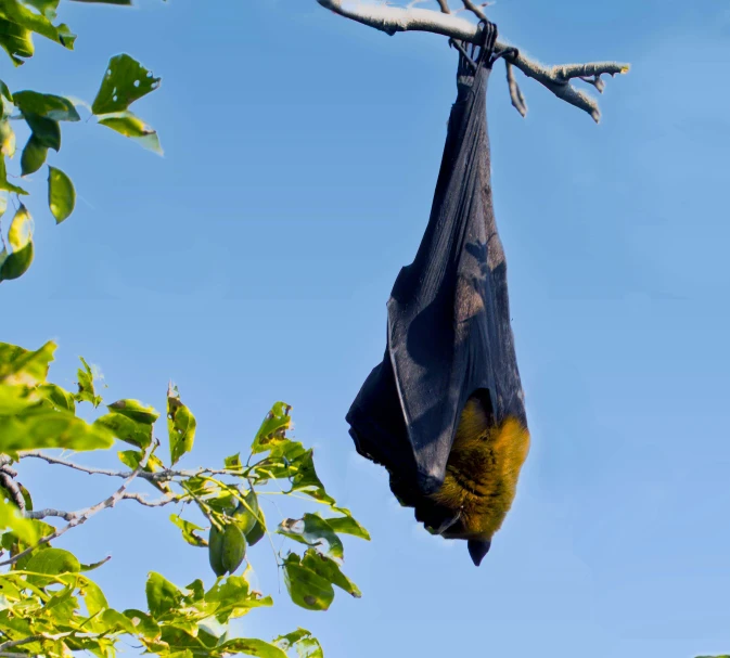 a bat is hanging on a tree nch