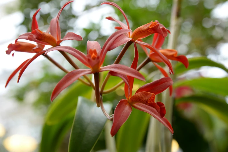 red and white flowers in a pot next to green leaves