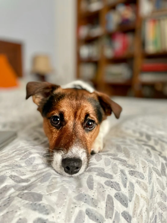 dog resting on bed staring directly at camera