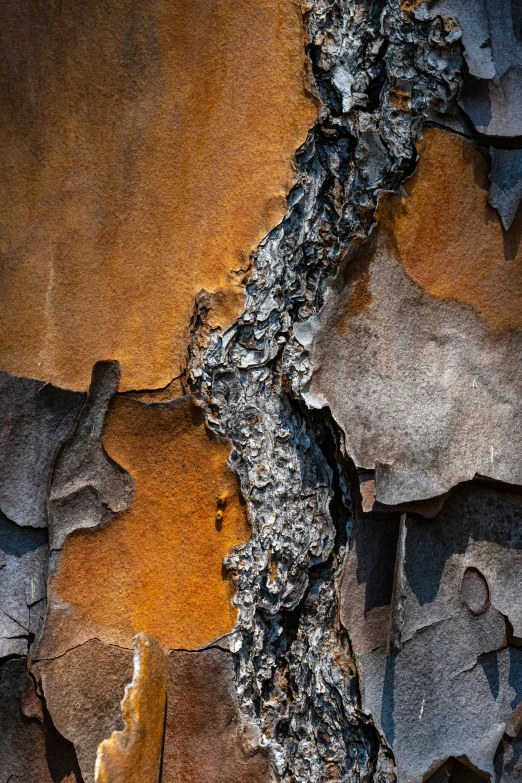 a close up image of tree bark with holes and s in it