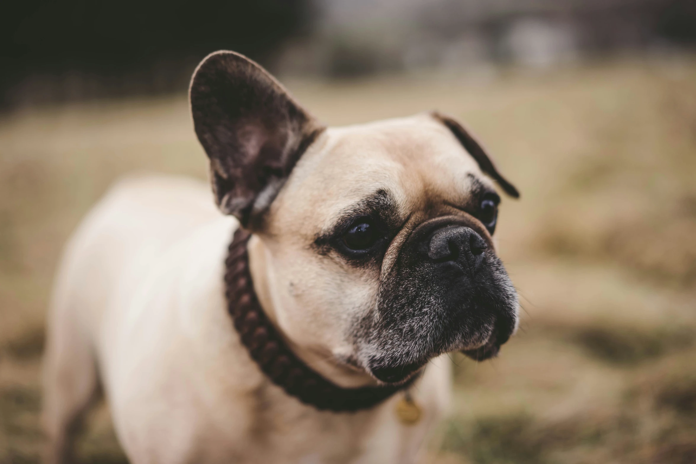 an adorable dog is staring at the camera