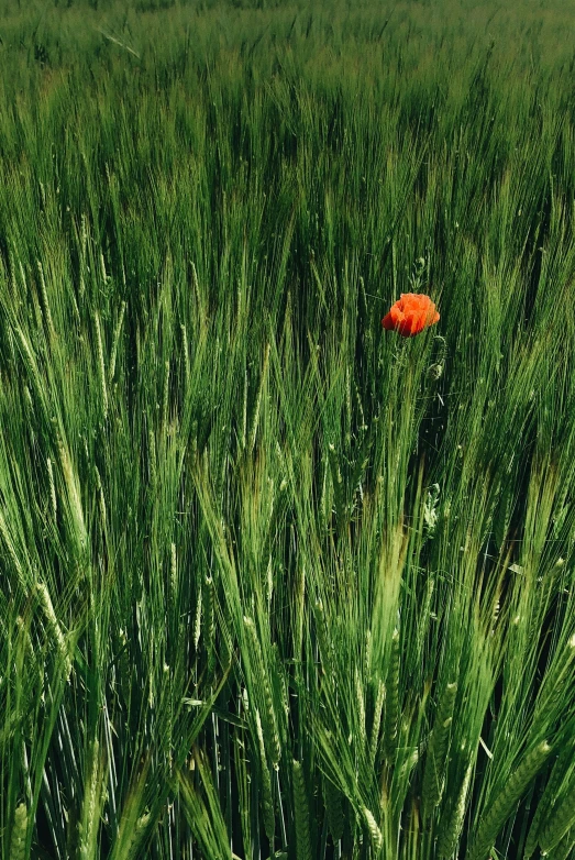 a small orange object in a large green grass field