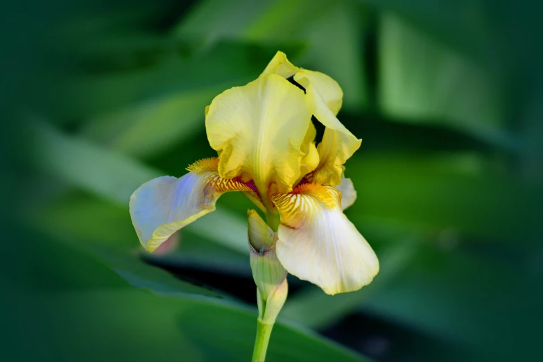 a single iris flower bud that is yellow and pink