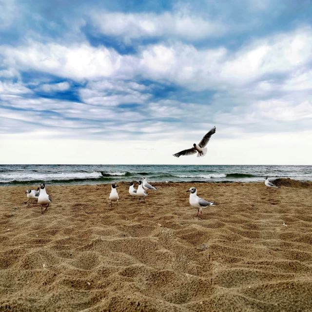 birds that are walking on a beach near the water