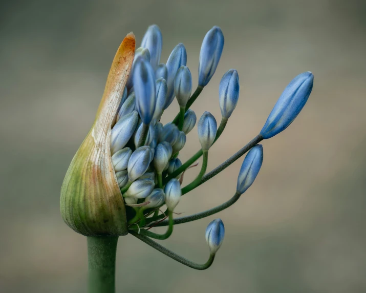 a budding flower with blue flowers growing out of it