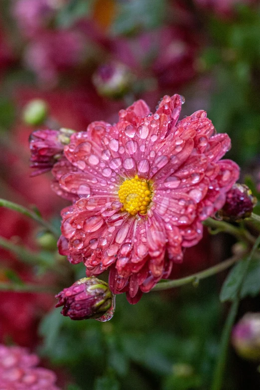 close up picture of pink flowers with raindrops