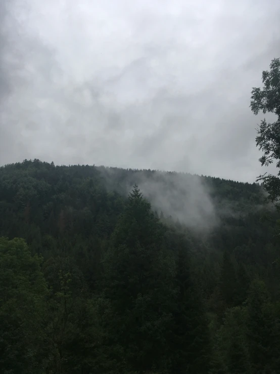 trees with cloudy background on a cloudy day