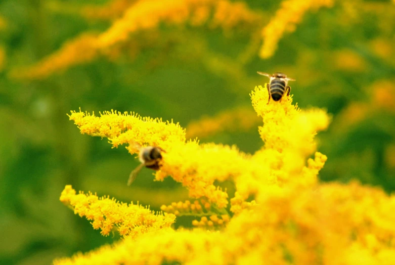 two bees are on top of a golden plant