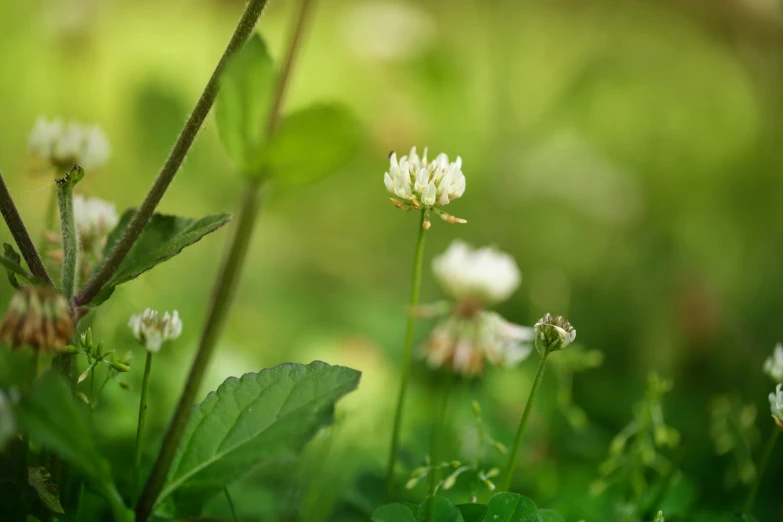 a group of flowers in grass near some grass