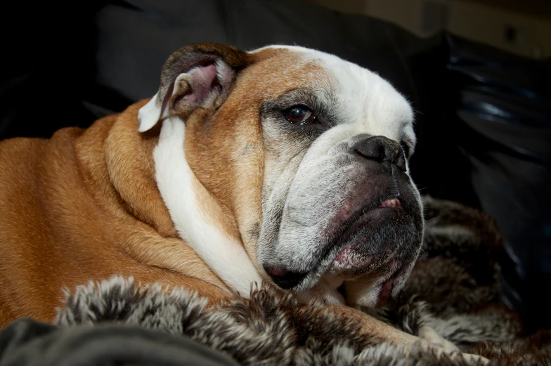 an english bulldog with very wrinkles sitting on a fur filled couch