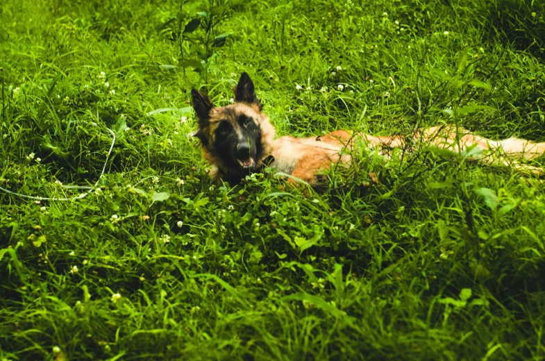 a dog is laying in a grassy field