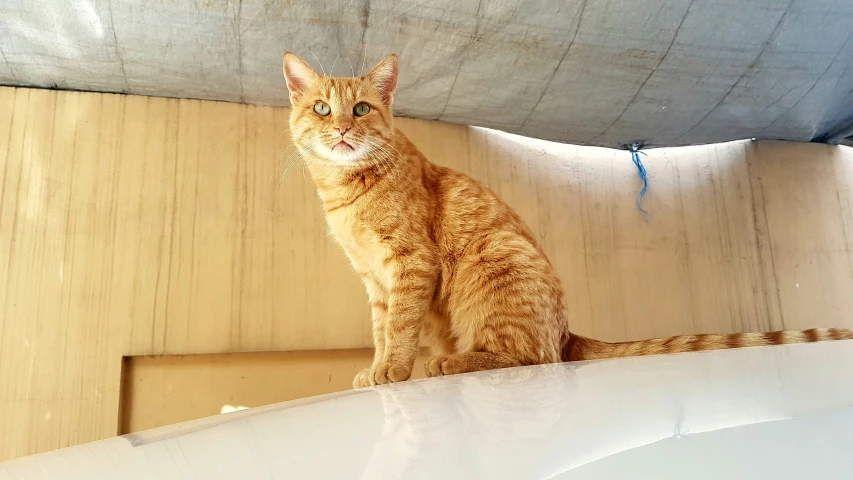 a cat sitting on top of a table