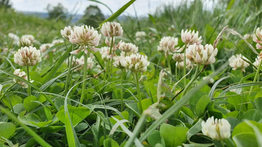 a small group of wildflowers with green leaves in the background