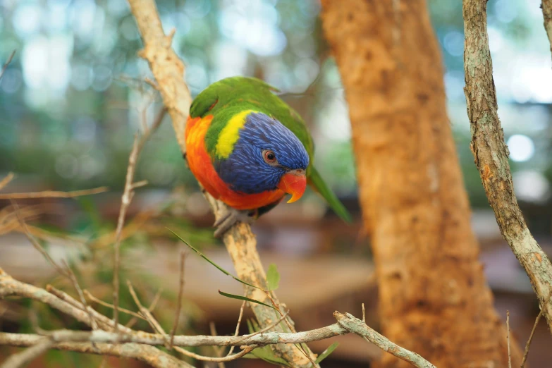 a colorful bird sitting on a twig in the forest