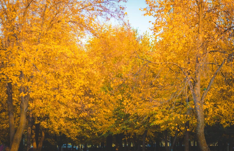 a large forest of trees with golden leaves