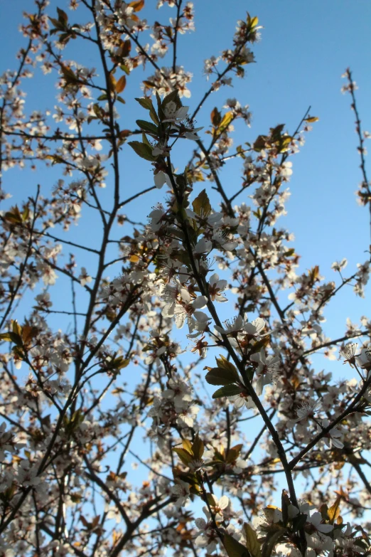 flowers are blooming in the sunny day