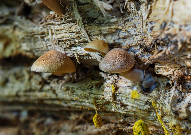 the small group of mushrooms on this tree are a tad