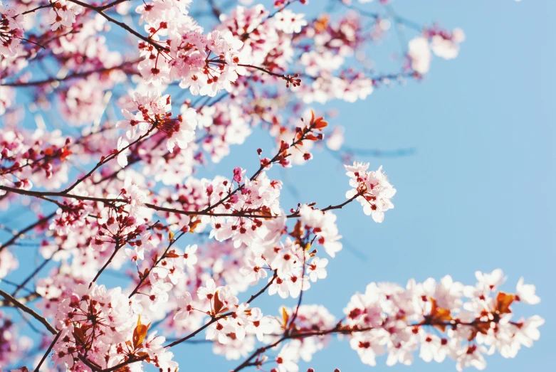 flowering pink flowers blooming in front of blue sky