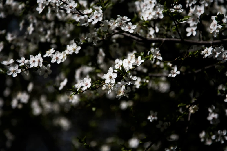 a close up view of flowers on a tree