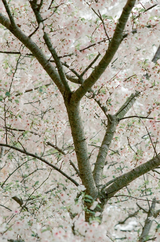 the nches and petals of a cherry blossom tree