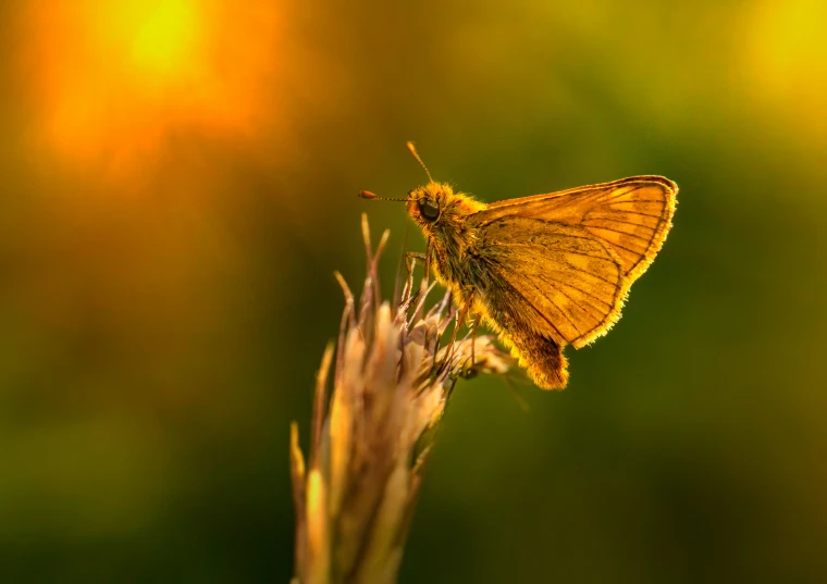 a small yellow erfly sitting on top of a flower