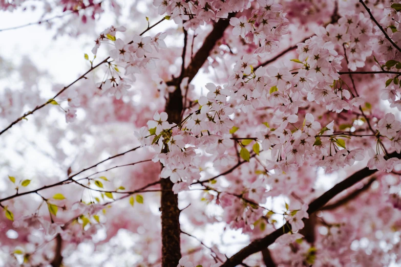 an image of the nches and flowers of cherry trees