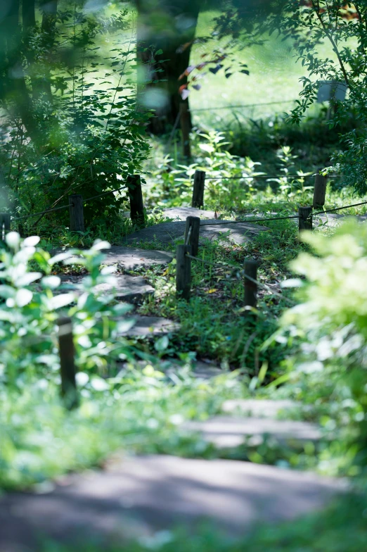 a forest with a pathway and stepping stones and trees