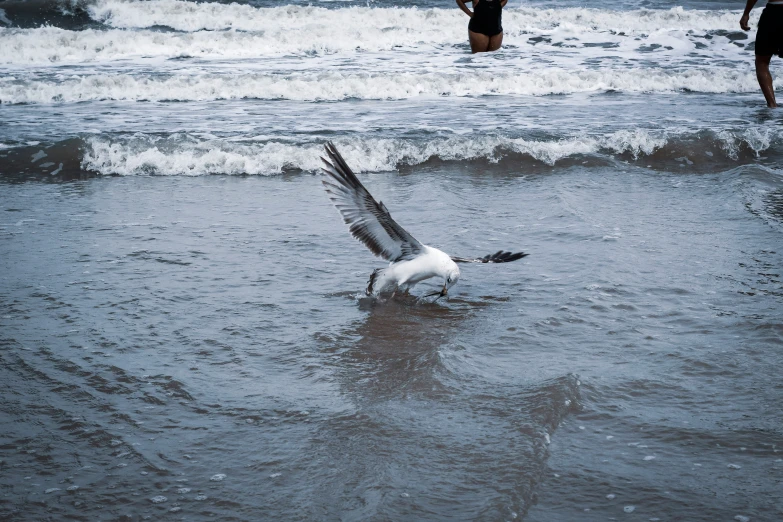 some seagulls splash water as people walk in the background