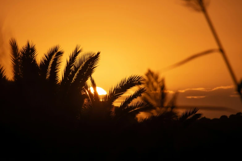 the sun is rising behind some trees