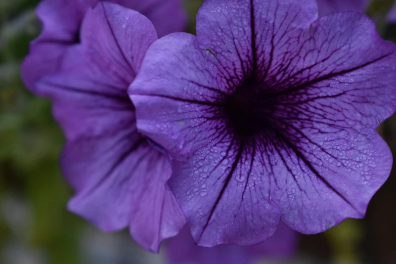 several purple flowers that are blooming and sitting on the ground