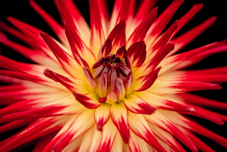 a closeup of a flower with red petals