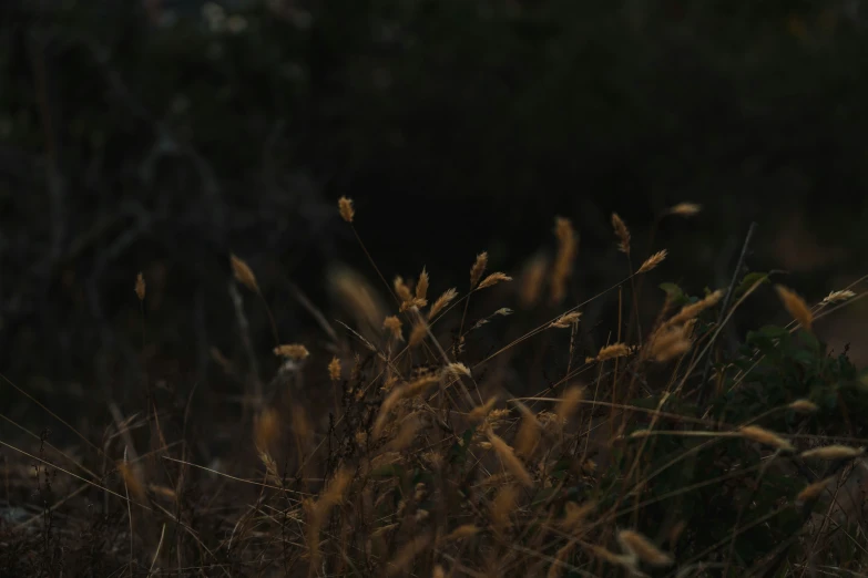 this is an image of a bird flying over grass