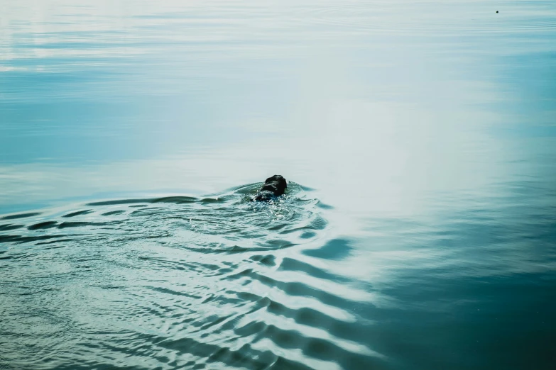 dog swimming through the water on his stomach