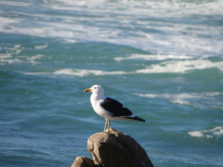 seagull perched on rock by the ocean