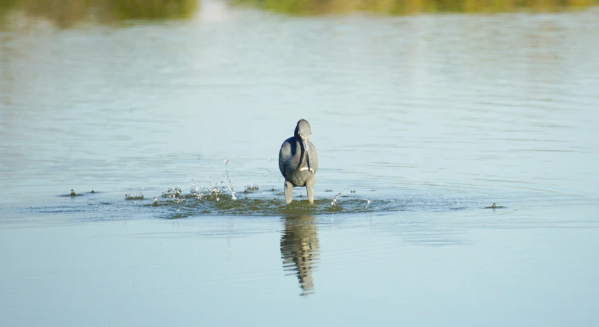 a bird is wading in water and catching food